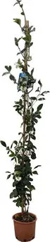 Toscaanse Jasmijn (Trachelospermum jasminoides) D 21 H 140 cm