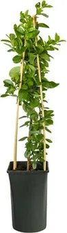 Vuurdoorn (Pyracantha 'Mohave') D 16 H 75 cm