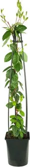 Kamperfoelie (Lonicera periclymenum 'Belgica Select') D 23 H 117 cm