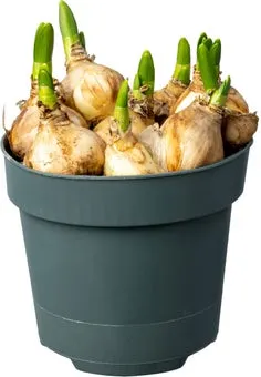 Biologische Narcis (Narcissus 'Sailboat') D 12 H 30