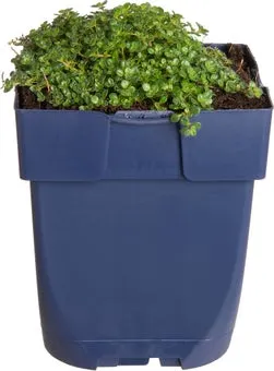 Kruiptijm (Thymus praecox 'Minor') D 11 H 5 cm