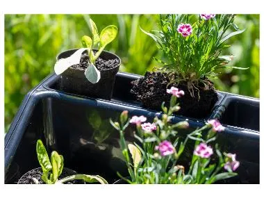 Bandeja de plantación