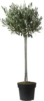 Olijfboom (Olea europea) D 20 H 50 cm