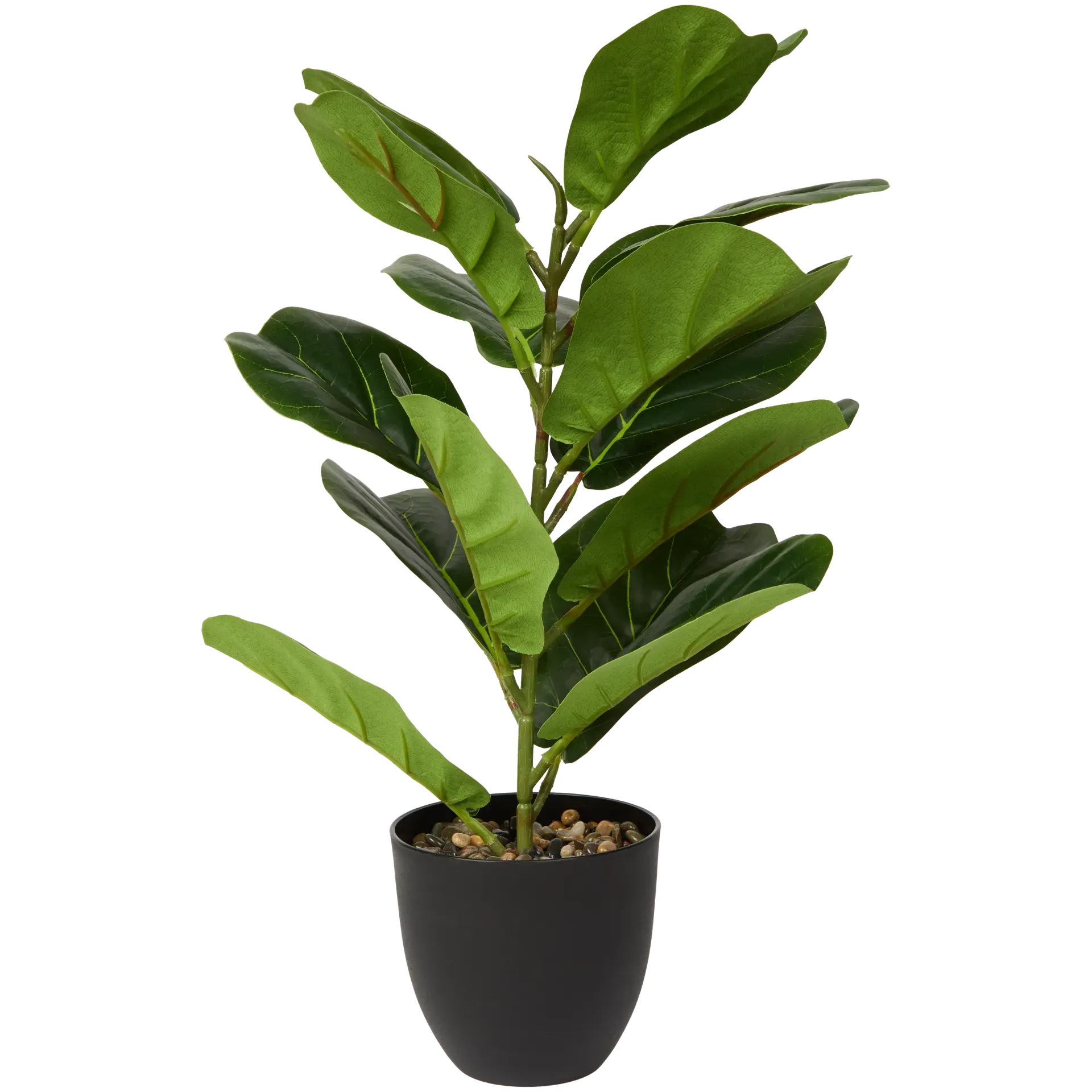 Ficus artificiale in vaso
