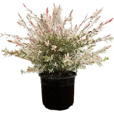 Dappled Willow Accent Shrub in 2.25 -Gallon Pot 1 -Pack