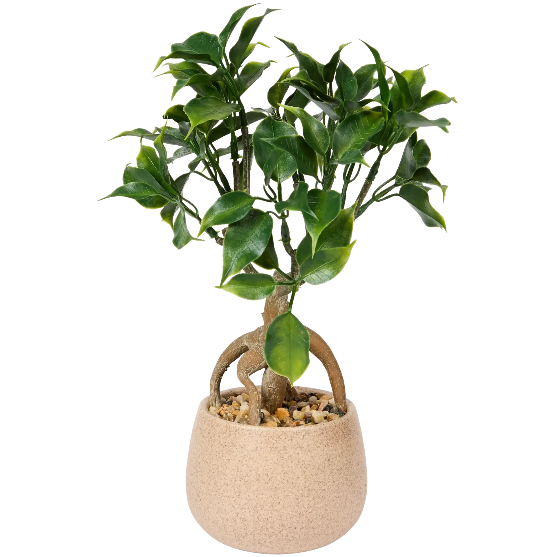 Ficus artificiale Excellent Flowers