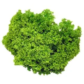 Lollo Bionda Salat