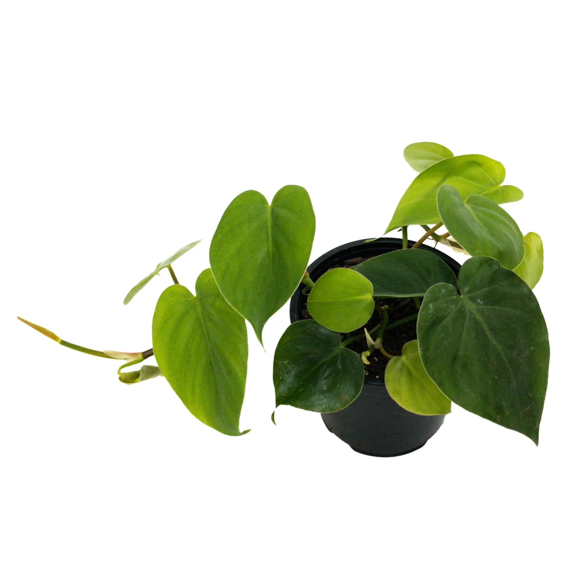 Philodendron hederaceum 'Scandens' (Heartleaf Philodendron) - 14Cm