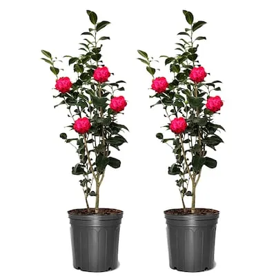 Kramer's Supreme Camellia Flowering Shrub in 3 -Gallon Pot 2 -Pack with Red Blooms