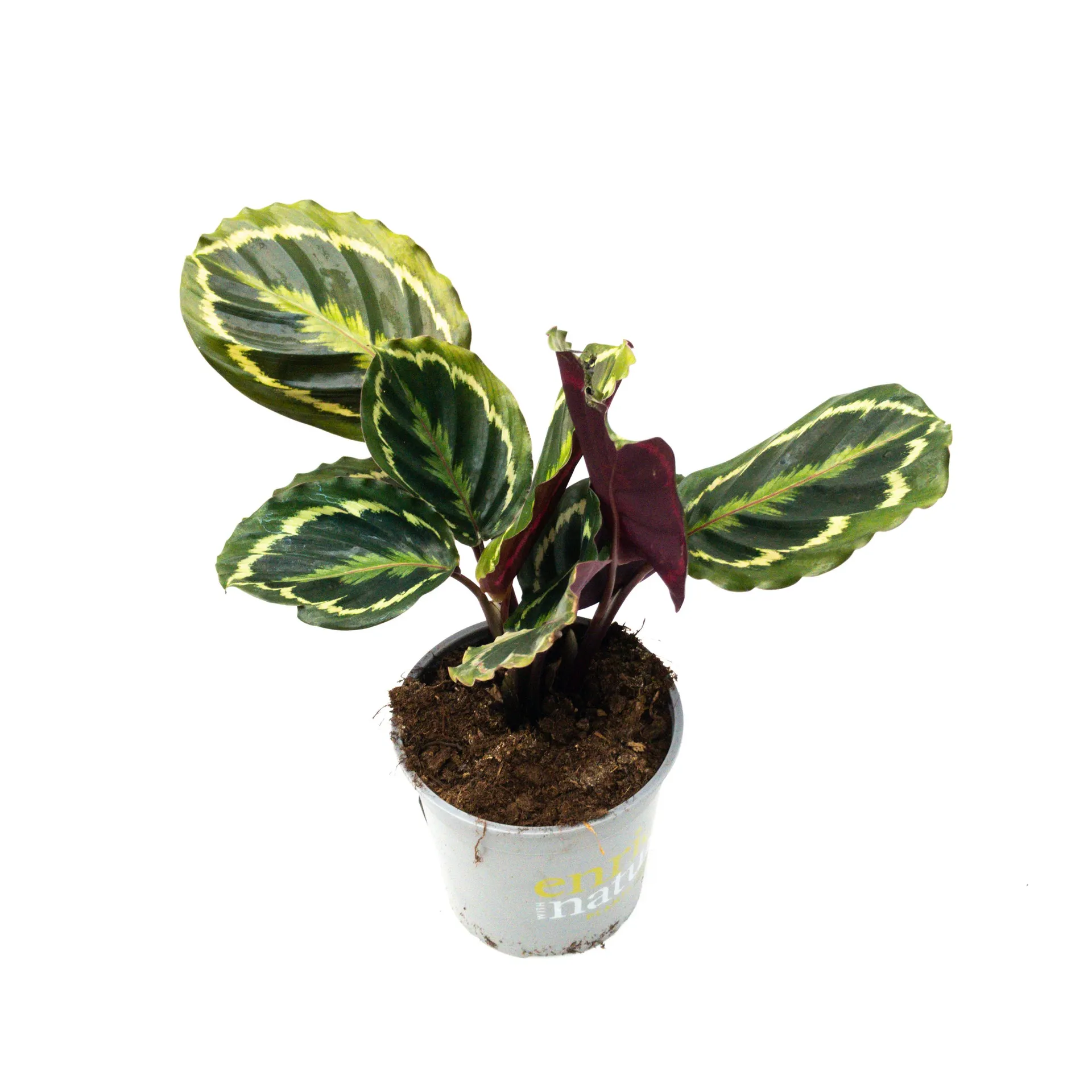 Calathea Medallion - 17Cm