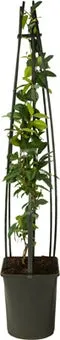 Toscaanse Jasmijn (Trachelospermum jasminoides) D 23 H 117 cm