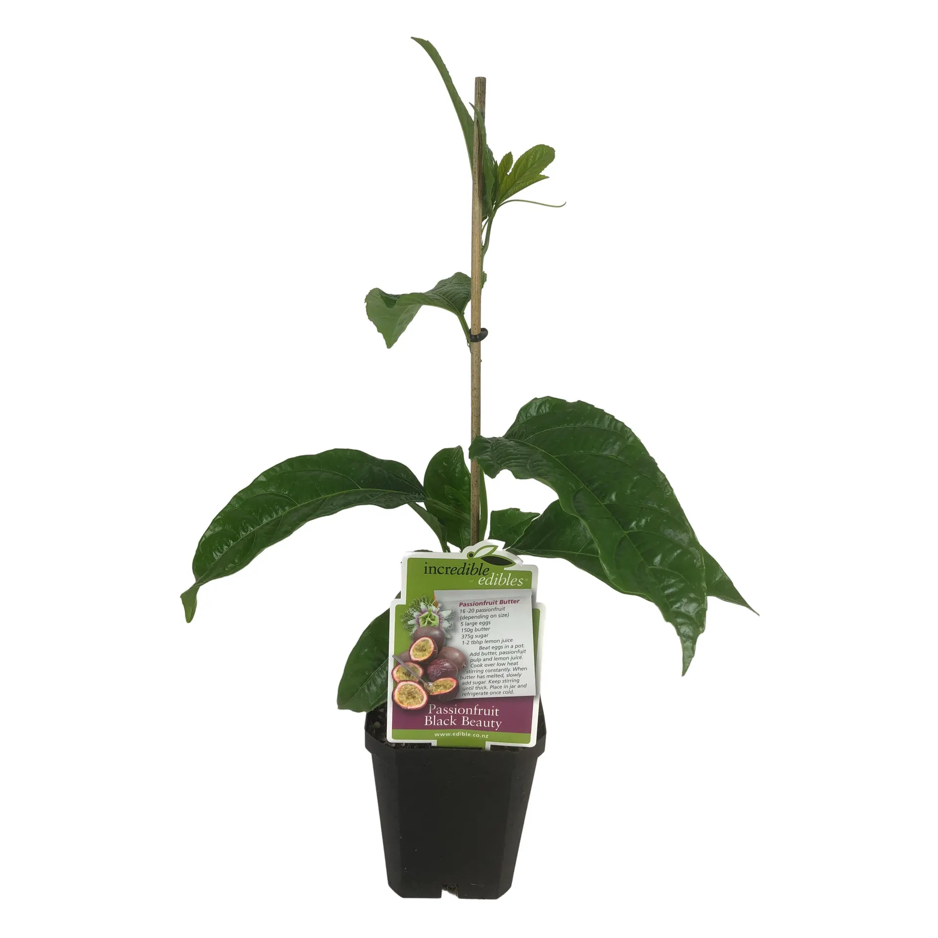 Passionfruit 'Black Beauty' - 1L