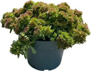 Kaukasische muurpeper (Sedum spurium 'Spot on Pink) D19 H 40 cm