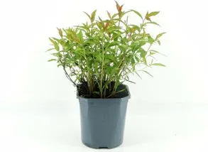 Spierstruik (Spiraea japonica 'Anthony Waterer') D 17 H 40 cm