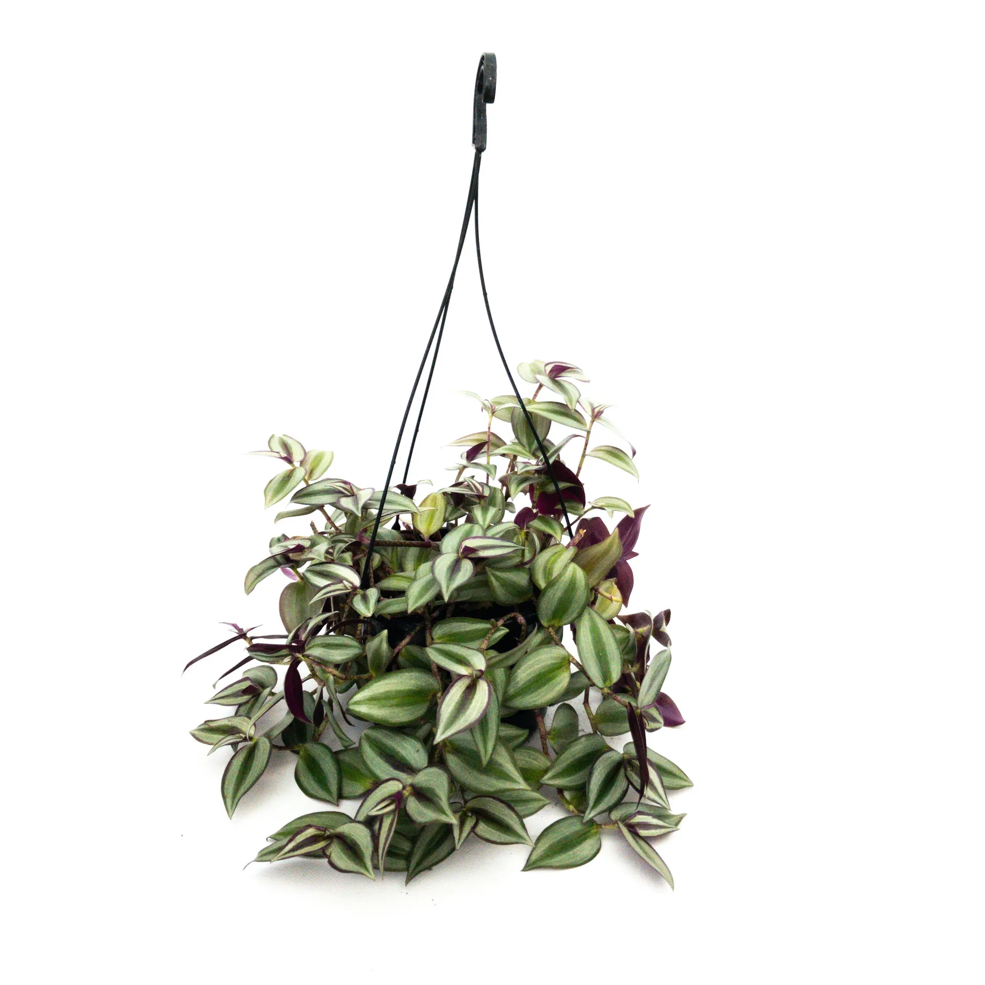 Tradescantia Zebrina Basket - 175mm