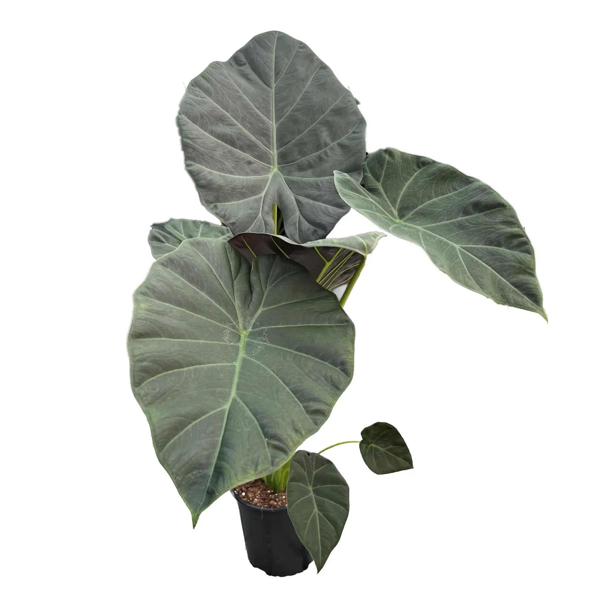 Alocasia Regal Shield 17cm