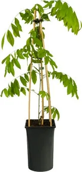Blauwe regen (Wisteria floribunda 'Rosea') D 16 H 75 cm