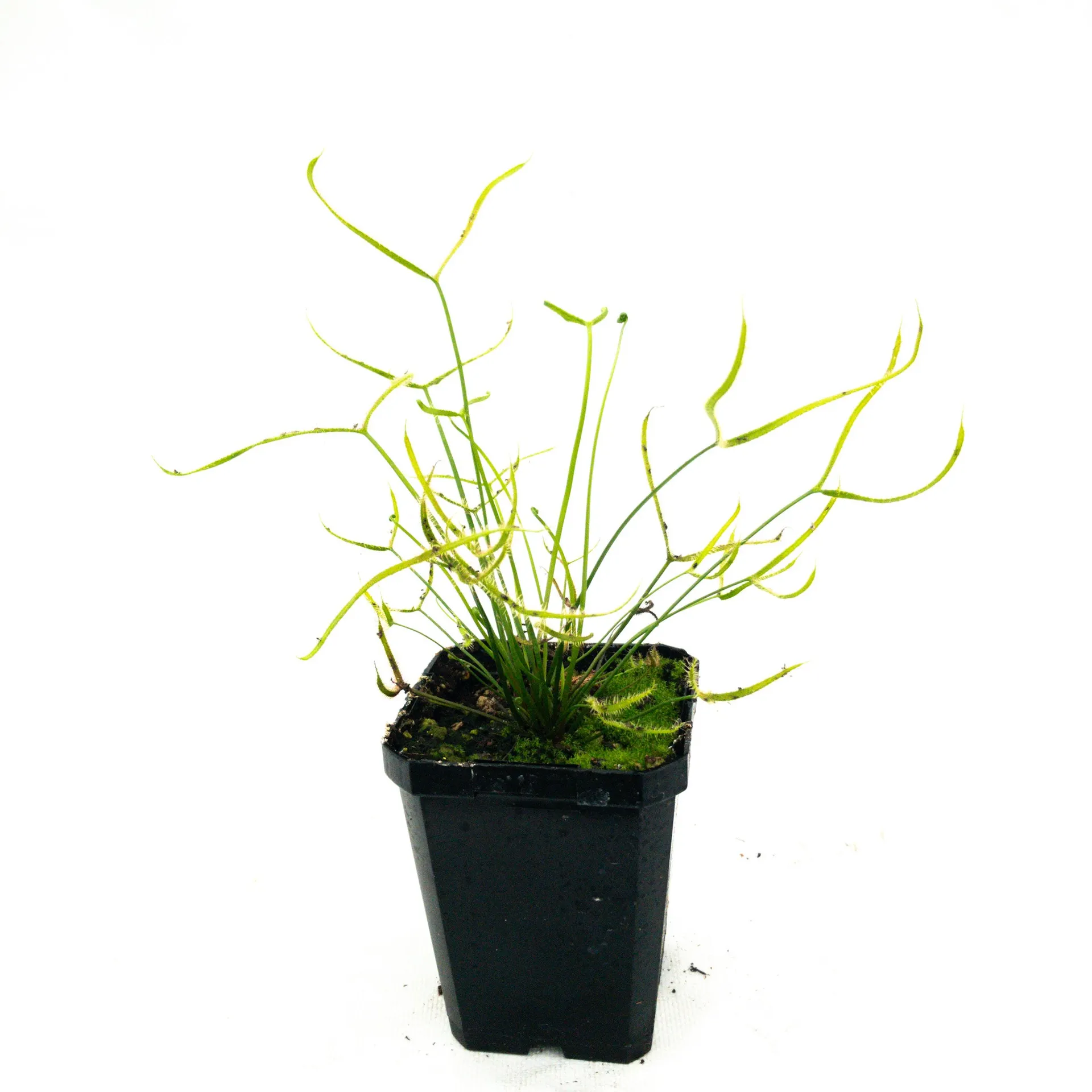 Kings Drosera (Sundew)