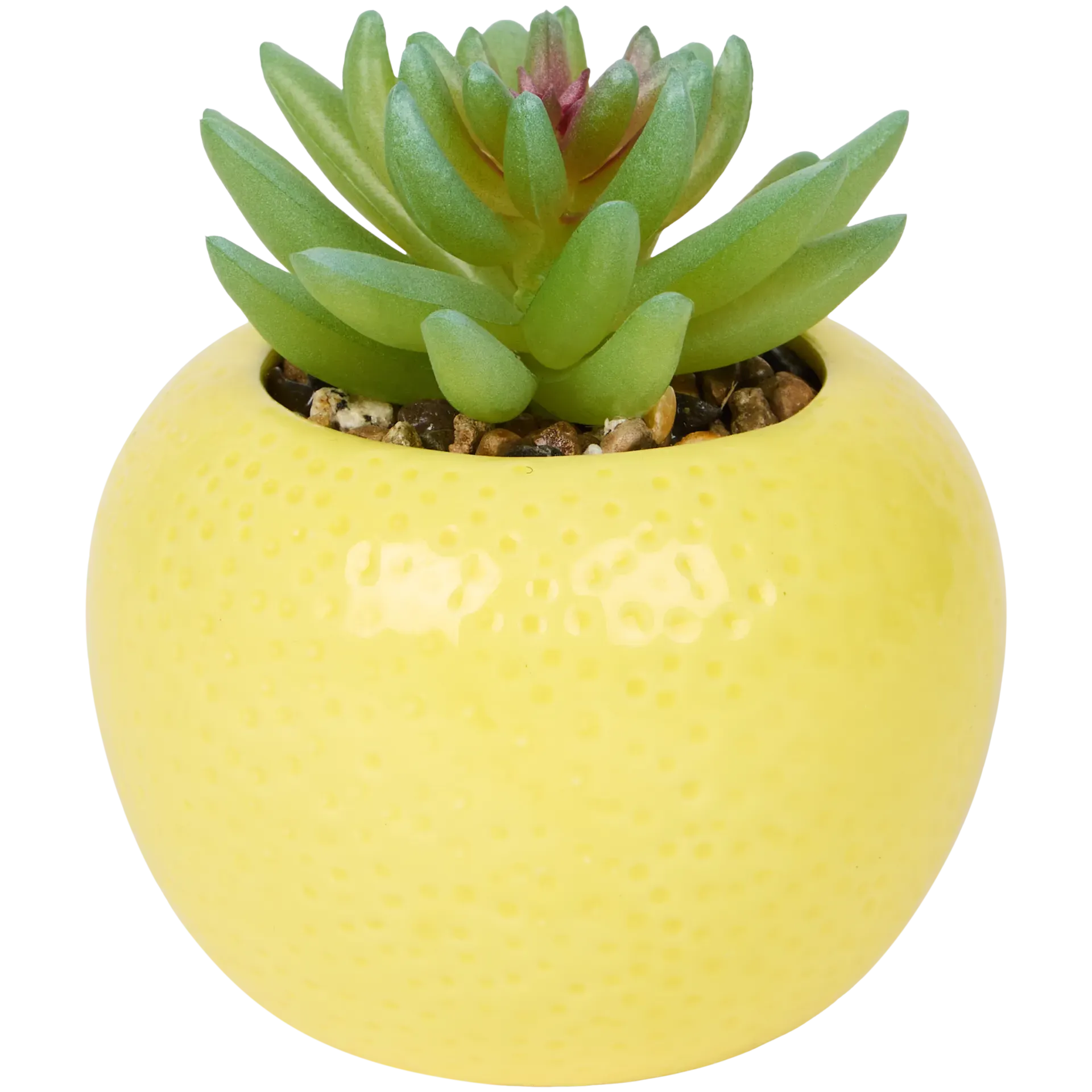 Pianta grassa in vaso