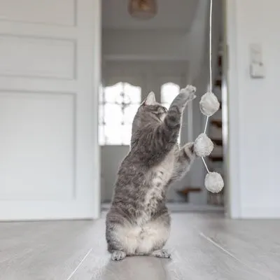 Trixie Canne à pêche Balles avec herbe à chat