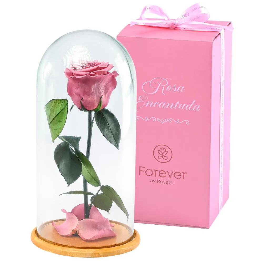 Rosa Encantada Violeta