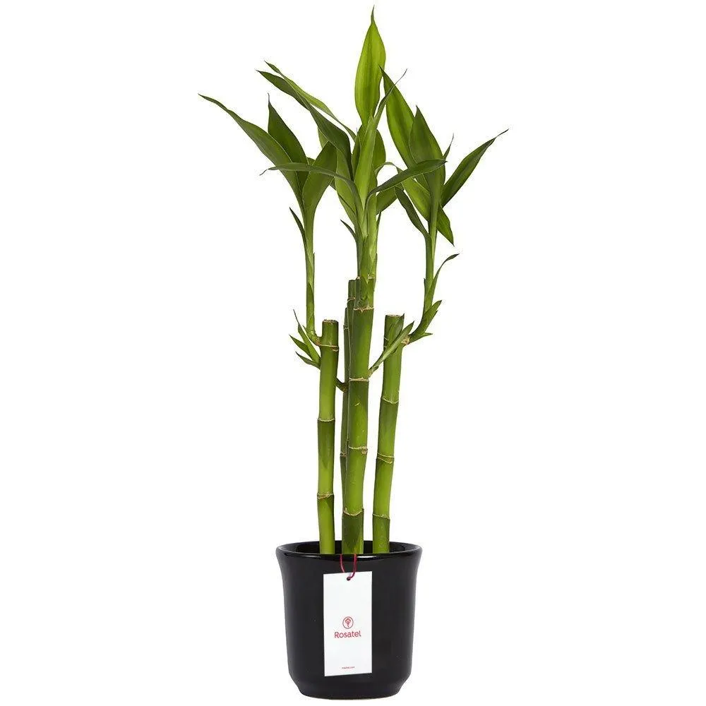 Base Cerámica con 5 Varas de Bambú