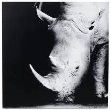 Arte, Rhino Alu - A100xL100cm