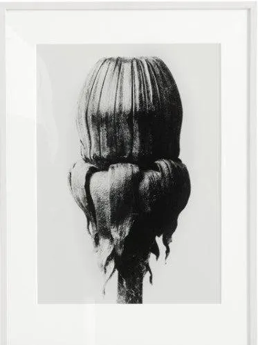 Arte con marco Common Dandelion -