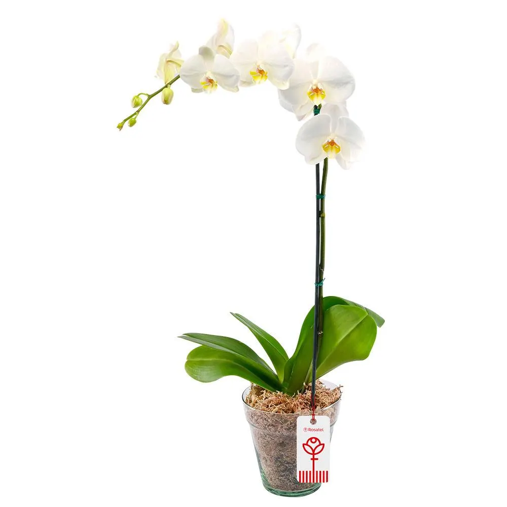 Planta Orquídea Phalaenopsis Blanca