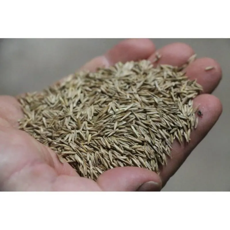 Semillas de grass americano 1 kg