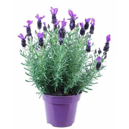 Lawenda wielkokwiatowa Anouk (Lavandula sp.) - don. 10,5 cm