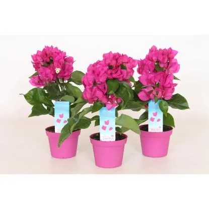 Bugenwilla (Bougenvilla) Vera deep purple - don. 9 cm