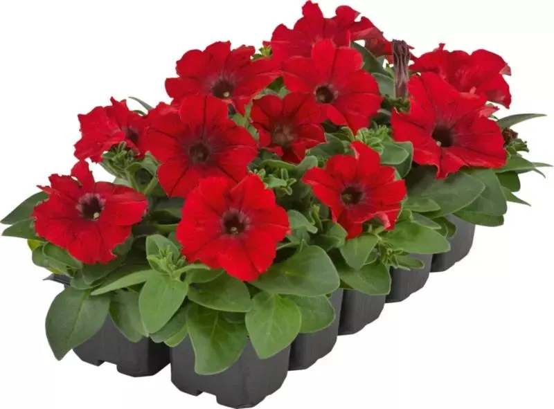 Petunia mix 10 cm