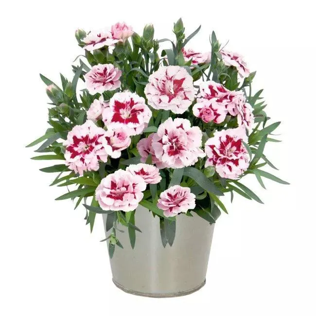 Goździk Oskar 11 cm