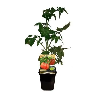 Pomidor mix - don. 9 cm