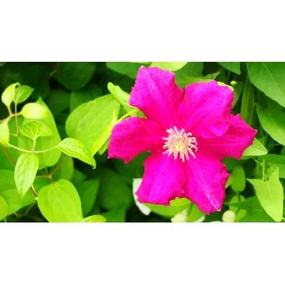 Powojniki wielkokwiatowe (Clematis sp.)