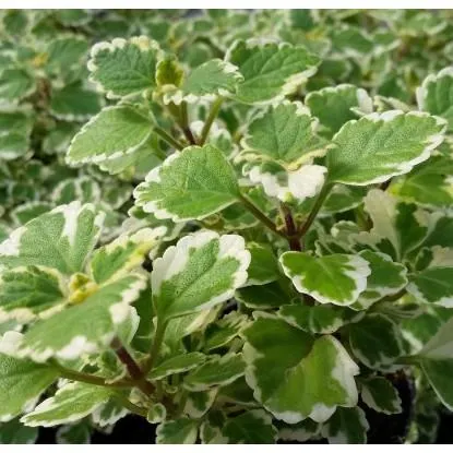 Komarzyca (Plectranthus sp.) - don. 9 cm