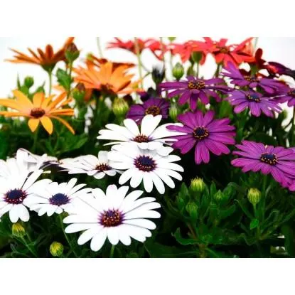 Stokrotka afrykańska (Osteospermum sp.) - don. 10,5 cm