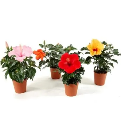 Róża chińska Hibiskus (Hibiscus rosa-sinensis) - don. 13 cm