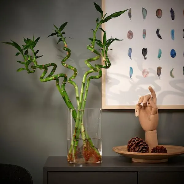 Roślina, Szczęśliwy bambus/Spirala,