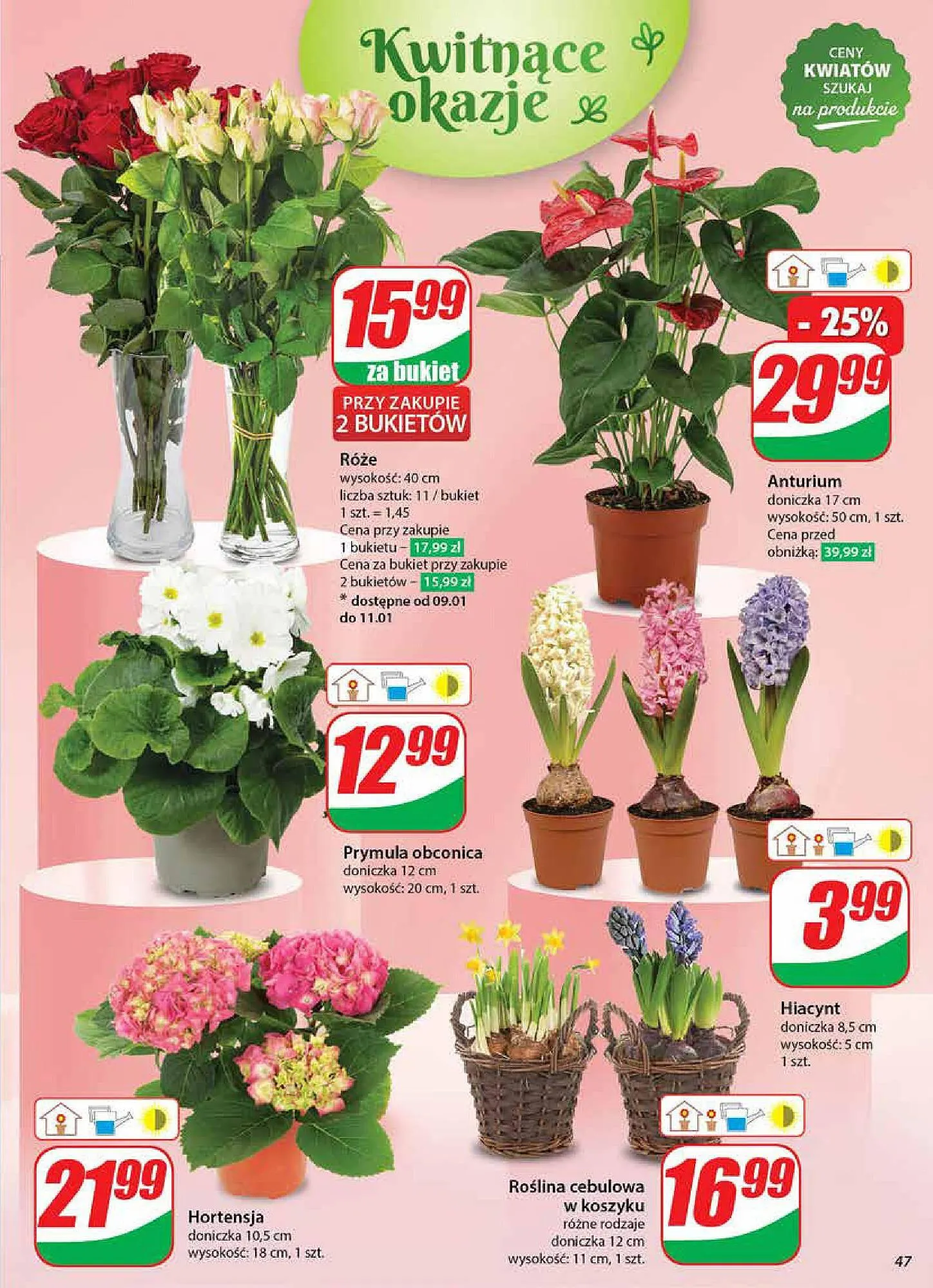 Gazetka Dino gazetka od 8 stycznia do 14 stycznia 2025 - Strona 47