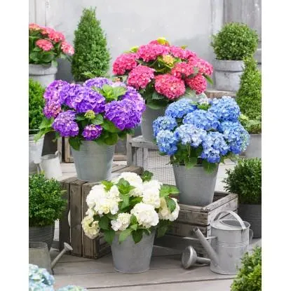 Hortensja ogrodowa (Hydrangea macrophylla) mix min. 5 kwiatów - don. 23 cm