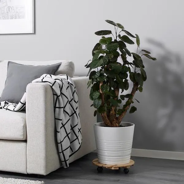 Roślina doniczkowa, Aralia/różne,