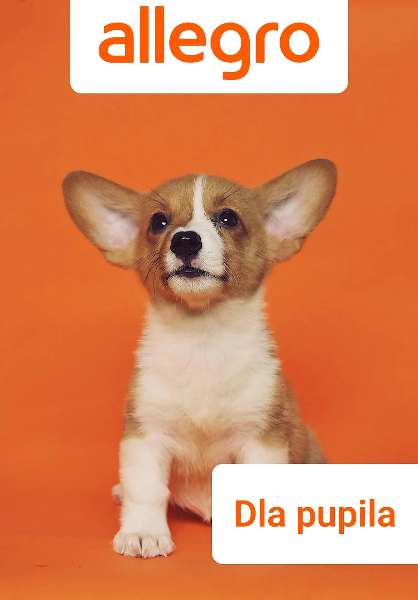 Gazetka Allegro gazetka od 14 marca do 21 marca 2024 - Strona