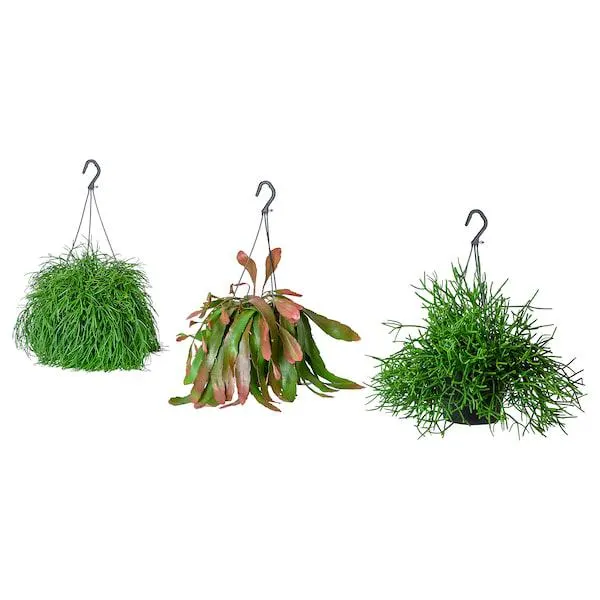 Roślina doniczkowa, patyczak różne,