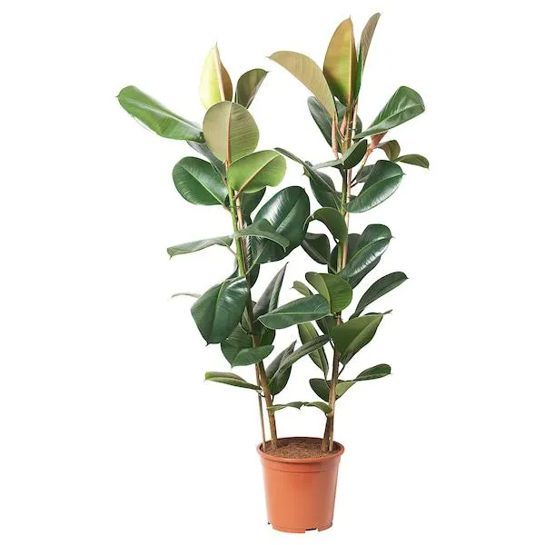FICUS ELASTICA ROBUSTA