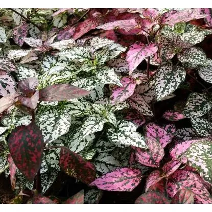 Niedośpian (Hypoestes) - don. 9 cm