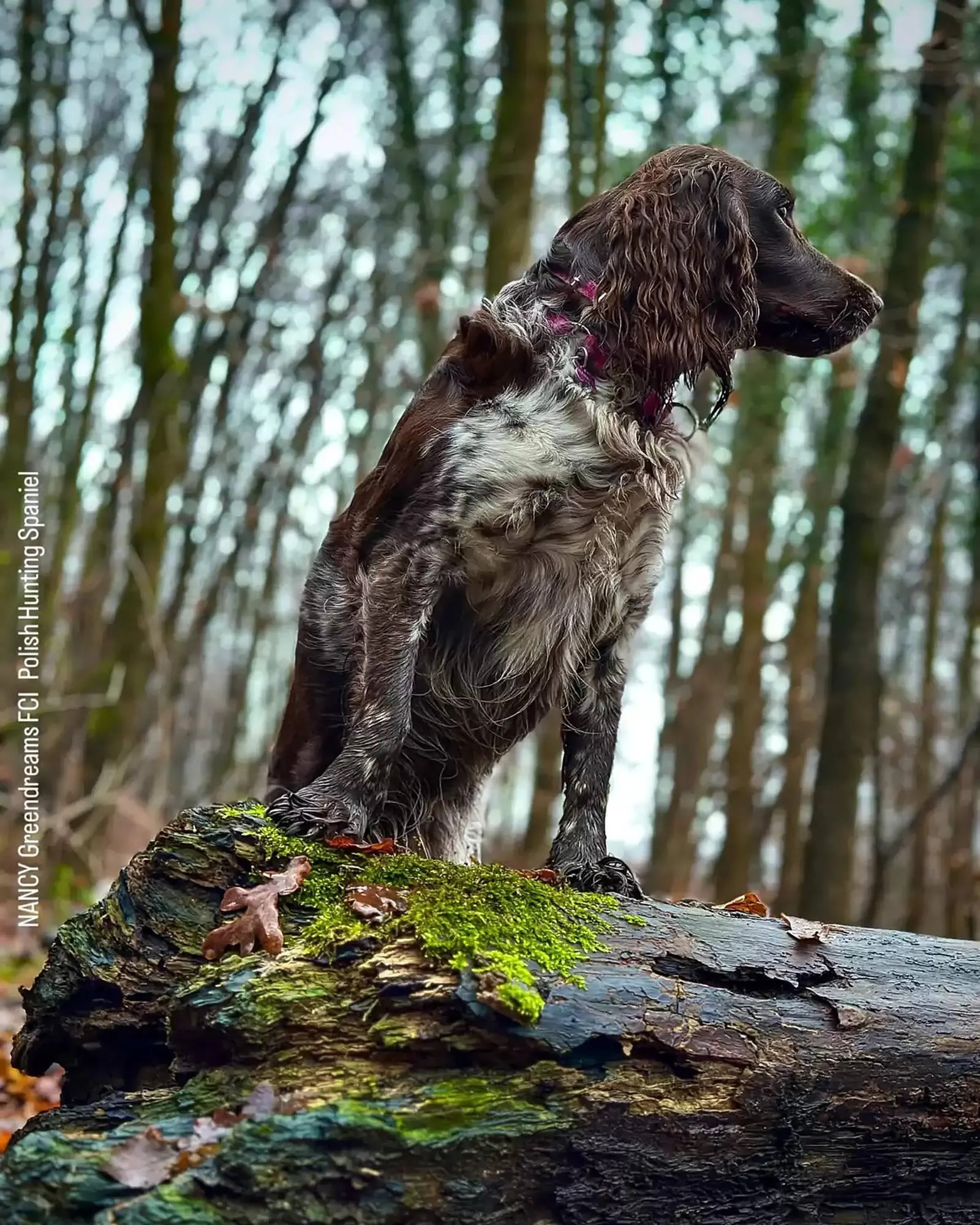 Gazetka Kakadu gazetka od 6 stycznia do 13 stycznia 2025 - Strona 1