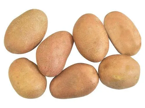 batata vermelha bio kg