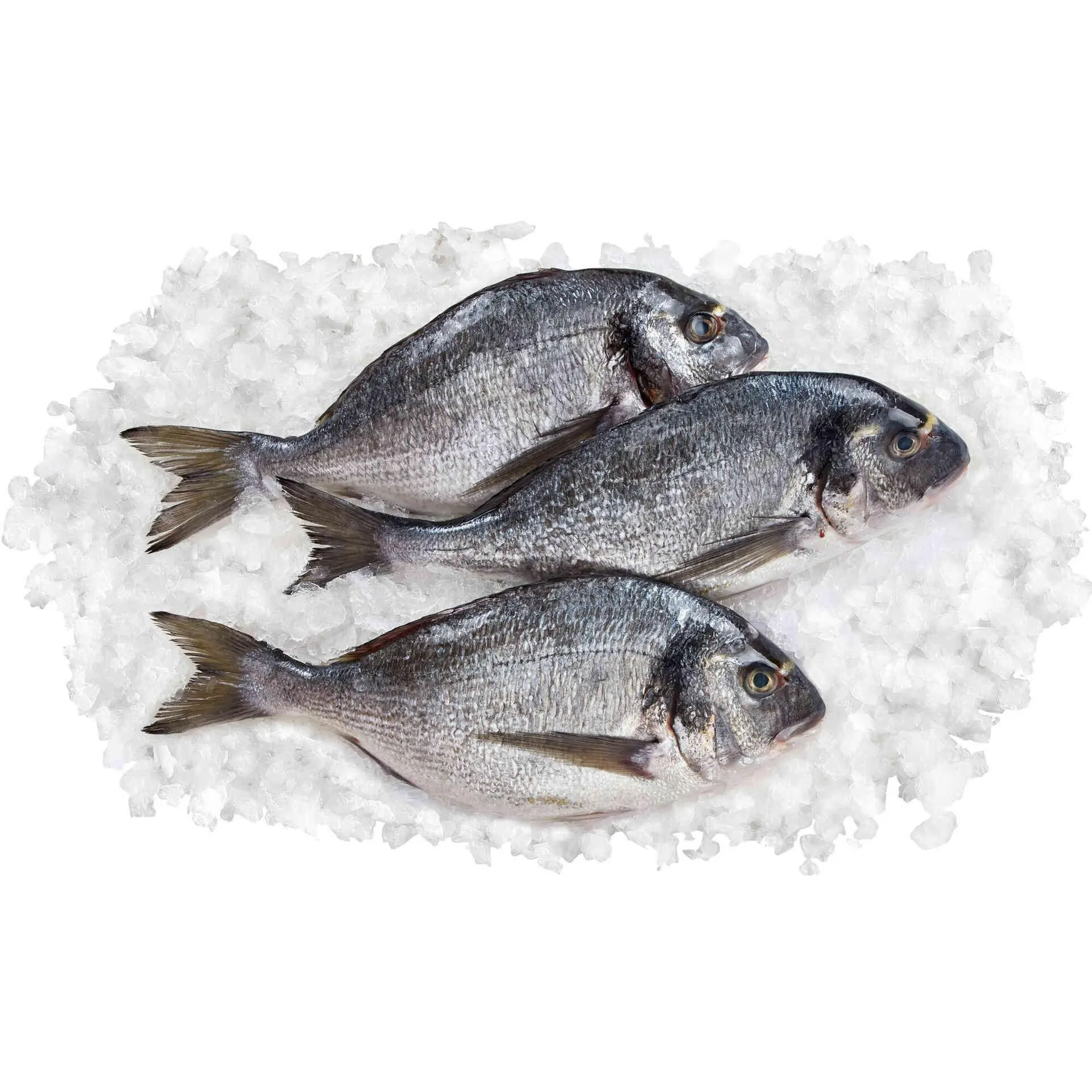 Dourada Média Fresca